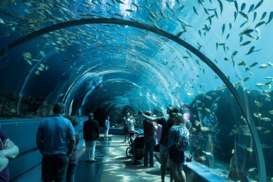 Georgia Aquarium